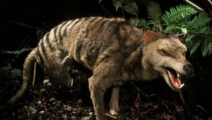 Wilkowór tasmański, zwany wilkiem workowatym, wyginął już całkowicie