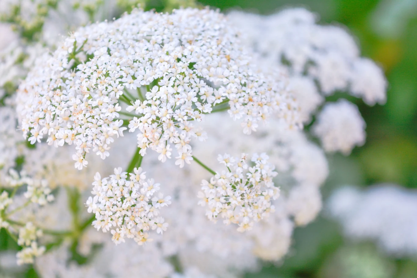 Kwitnący podagrycznik