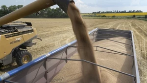 Importer, który sprzedawał techniczne zboże z Ukrainy jako pełnowartościowy produkt z Polski, zapłaci 1,5 mln zł 