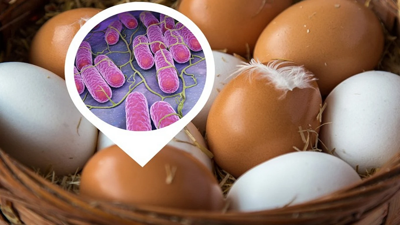 Aplikacja powiadomi Cię o produktach zakażonych np. Salmonellą Aplikacja powiadomi Cię o produktach zakażonych np. Salmonellą