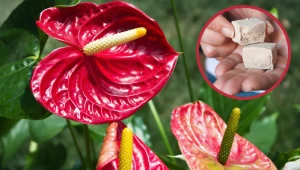 Domowa odżywka do anturium. Stosuj regularnie, a wkrótce przestanie mieścić się w doniczce