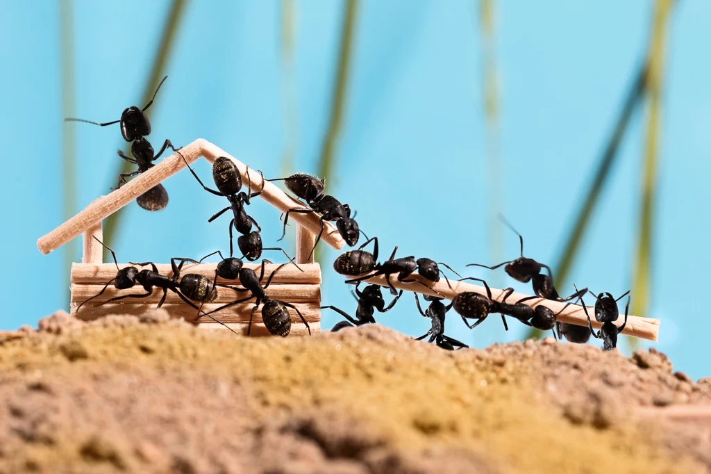 Mrówki tworzą swoje kolonie wszędzie
