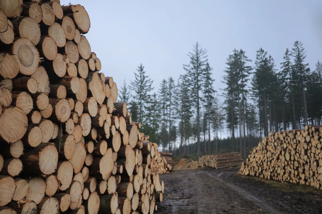 W styczniu resort klimatu zapowiedział ograniczenie pozyskania drewna w dziesięciu lokalizacjach. Ekolodzy alarmują, że wycinki trwają