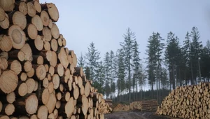 Resort klimatu: Będziemy chronić lasy i interesy przemysłu drzewnego