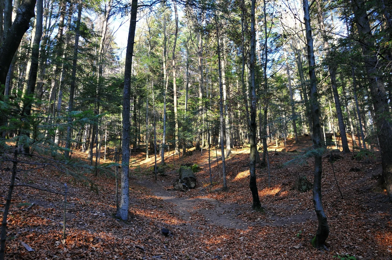 Lasy Państwowe obiecały, że wyłączą z wycinek starolasy, czyli najstarsze i najbardziej naturalne fragmenty lasów w Polsce.
