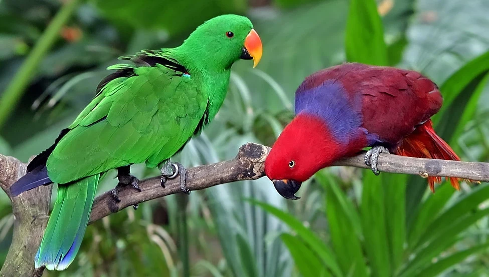 Samiec barwnicy zwyczajnej jest zielonkawy, to samica ma ostrzejsze kolory