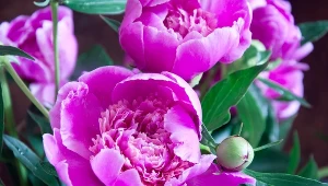 Czas na wiosenne sadzenie piwonii. Te odmiany najlepiej sprawdzą się w ogrodzie