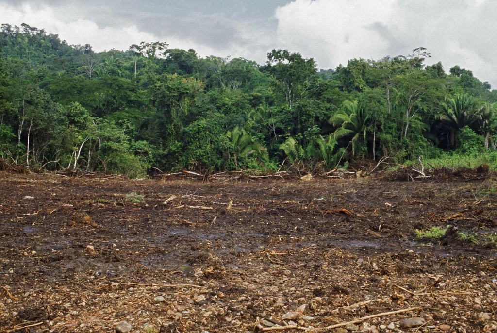 Masowe cięcie lasów tropikalnych trwa, choć niektóre kraje, jak Brazylia zmniejszyły skalę wylesiania