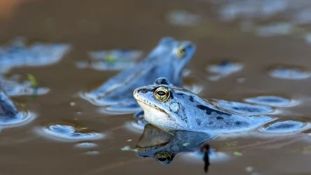 Niebieskie żaby w Polsce można obserwować tylko przez dwa tygodnie.