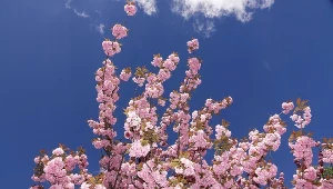 Zasadź w ogrodzie i poczuj się jak w czasie japońskiego święta