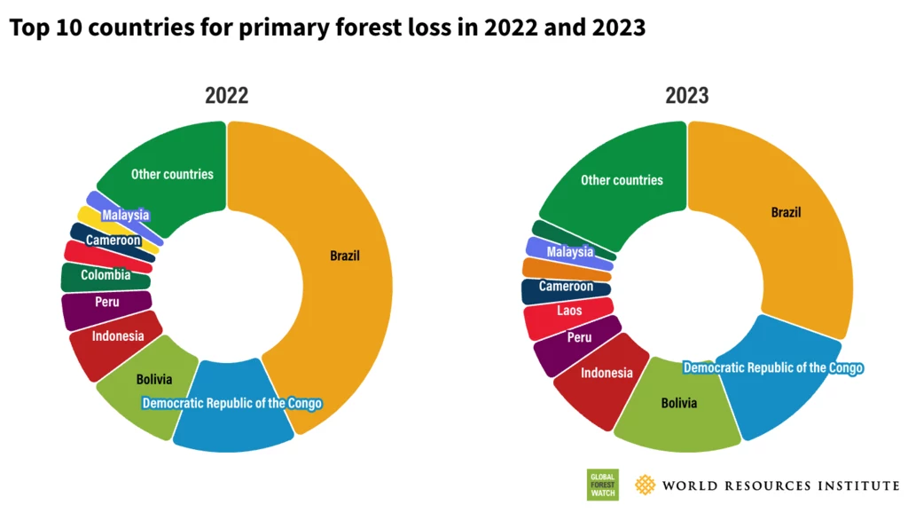 Brazylia traci co roku największą ilość lasów
