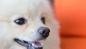 Opłata za psa w górę. W 2025 roku właściciele muszą zapłacić więcej.