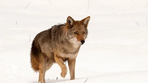 Kojot z parku Yellowstone w USA