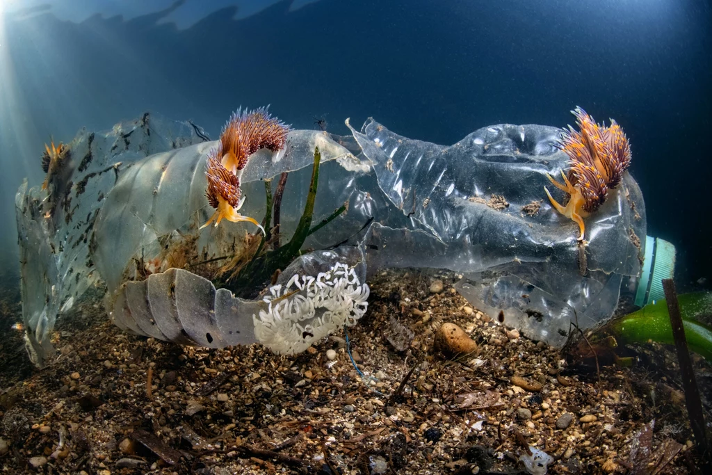 Ile plastikowych śmieci może zalegać w światowym dnie morskim?                                                                                                                           