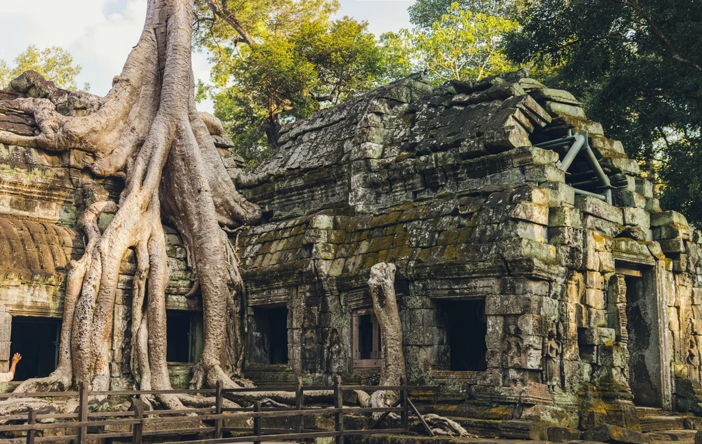Wielkie figowce wrastające w świątynie Angkor Wat w Kambodży