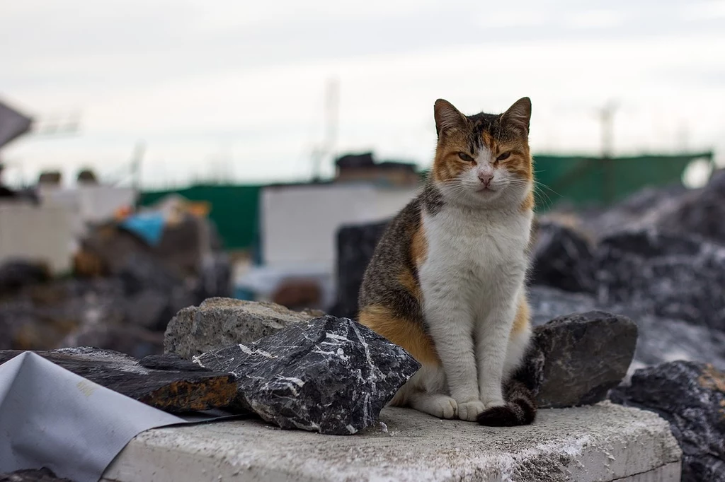 Bezdomny kot w Stambule