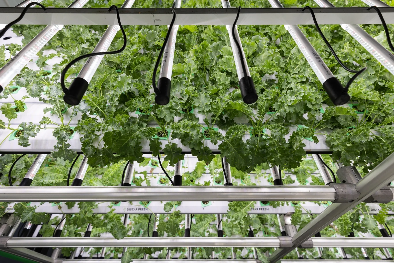 Hydroponika to bezglebowa uprawa roślin