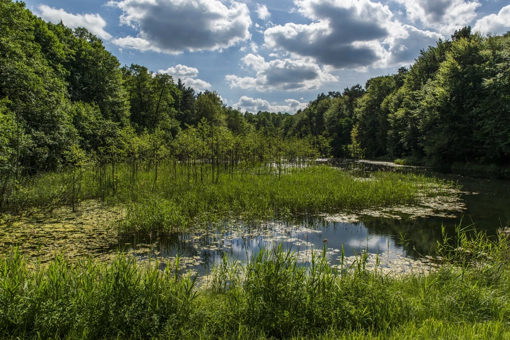W Polsce ma powstać niedługo 100 rezerwatów