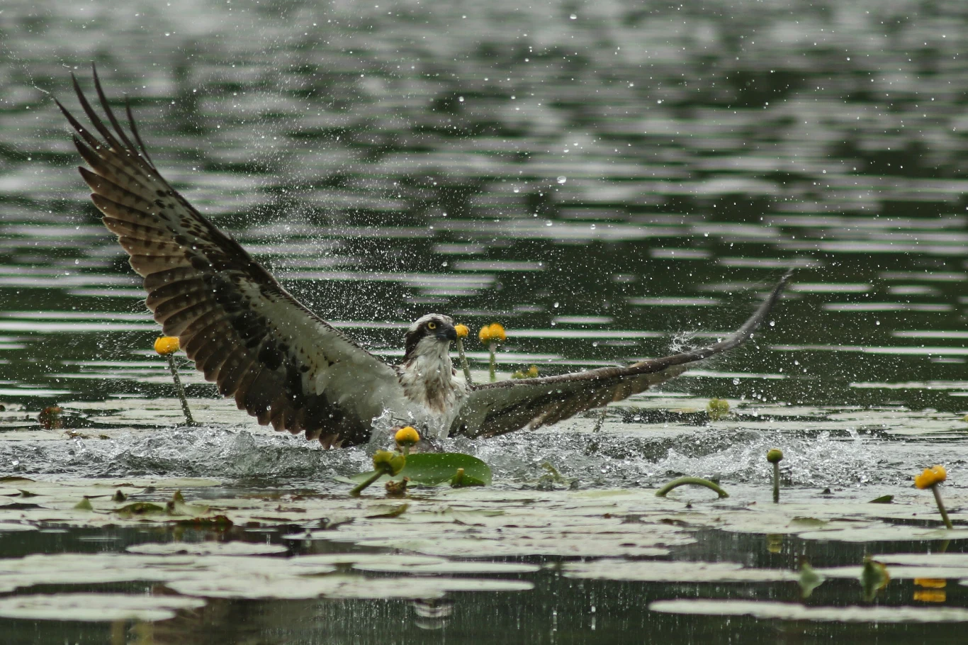 Kolejny nowy rezerwat powstał na Warmii i Mazurach. Ochroną objęto znowu tereny wodne, a dokładnie rozlewiska osuszonego niegdyś jeziora Mścin