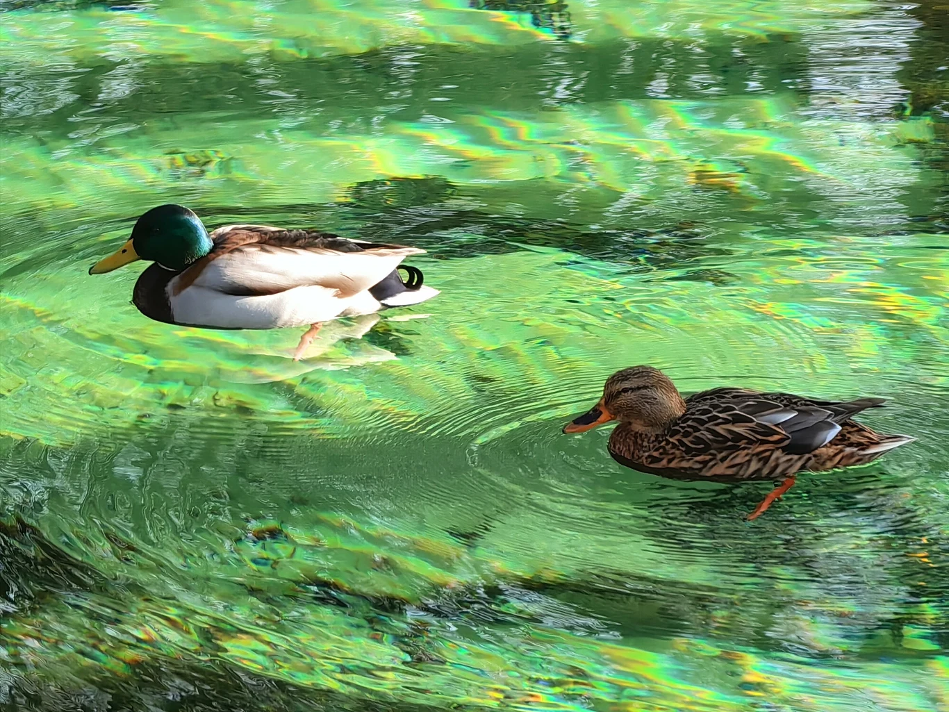 Rezerwat Niebieskie Źródła w dolinie Pilicy. Tomaszów Mazowiecki