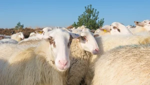 Naukowcy ostrzegają, że najwięksi światowi hodowcy owiec manipulują danymi dotyczącymi wydychanego przez nie metanu