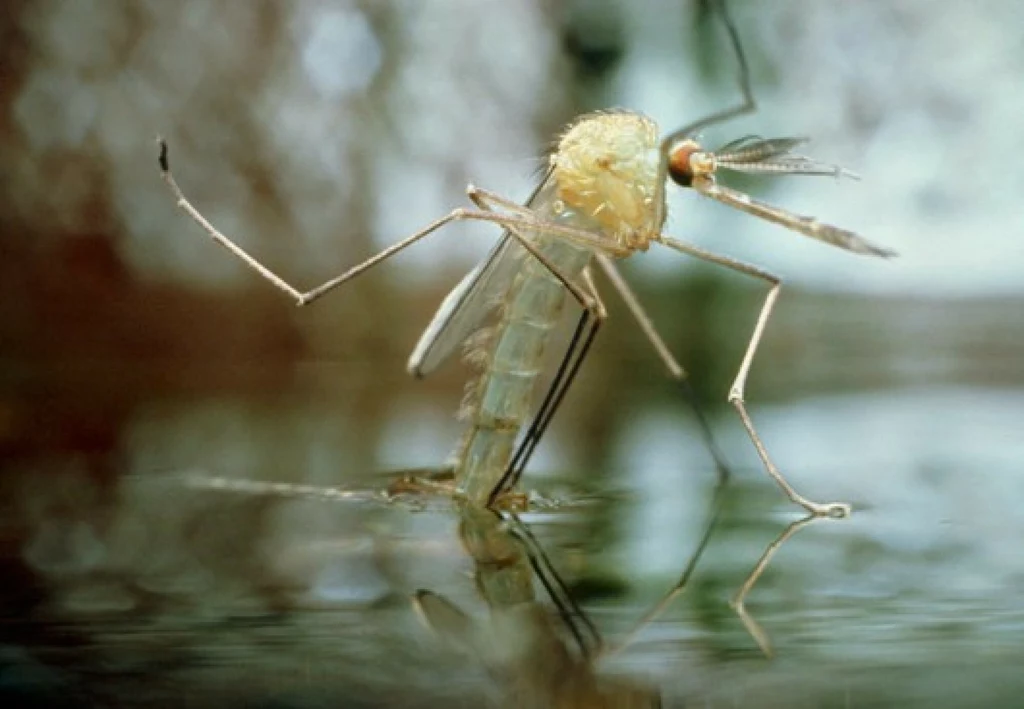 Komar brzęczący wydostaje się z wody