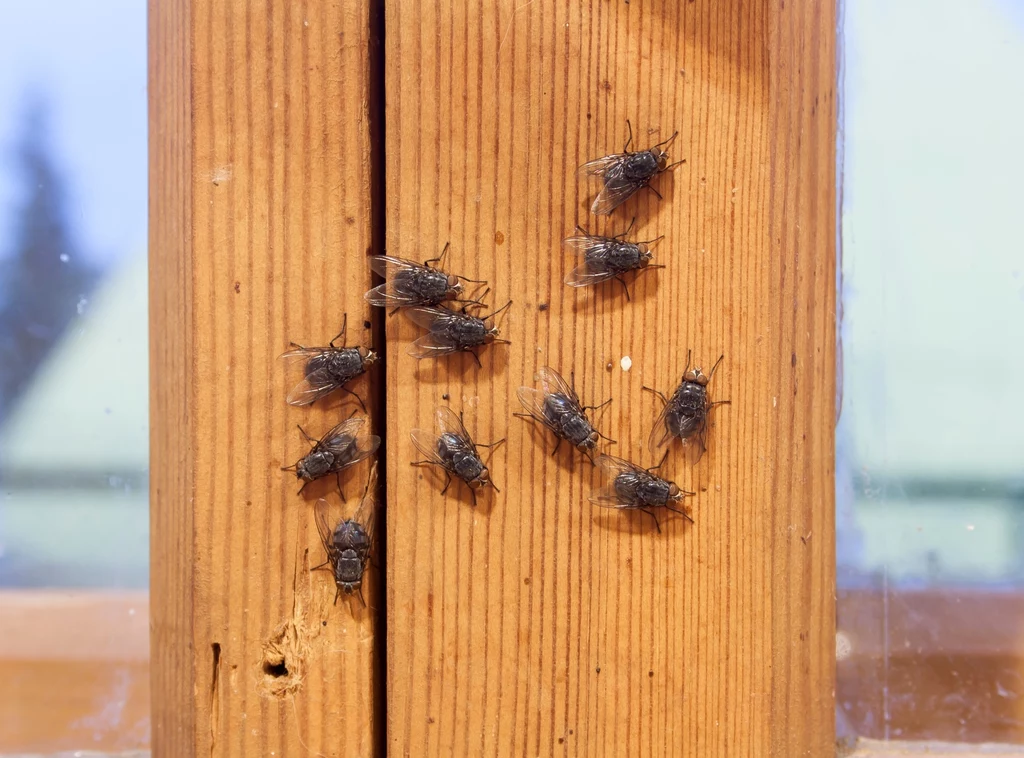 Jak odstraszyć muchy? Przygotuj prostą mieszankę