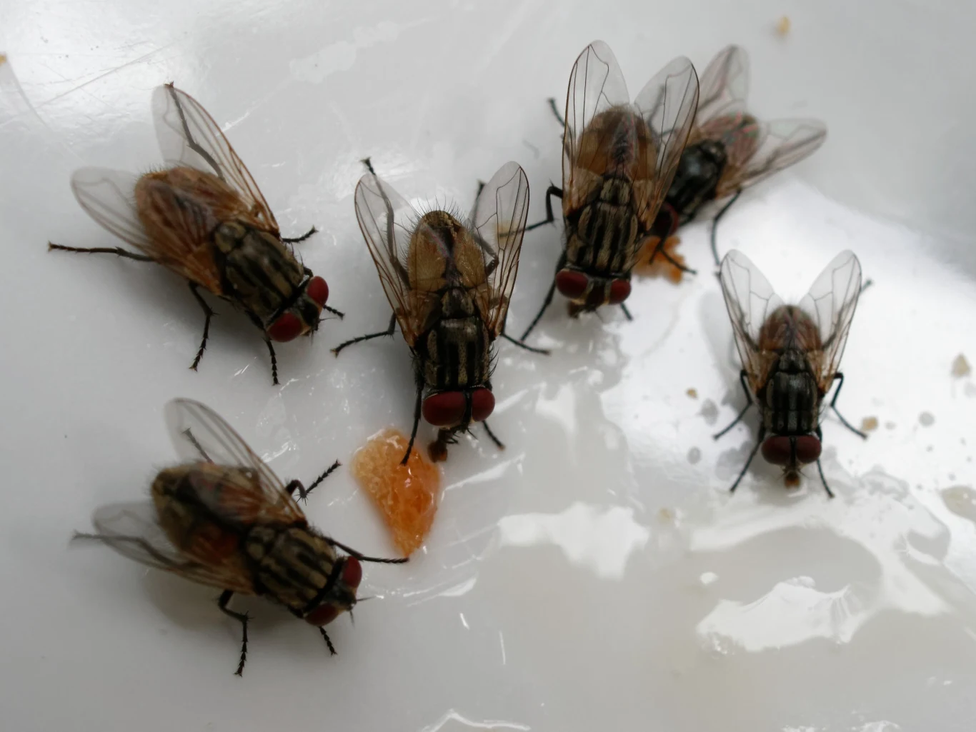 Nasze talerze przyciągają muchy jak magnes