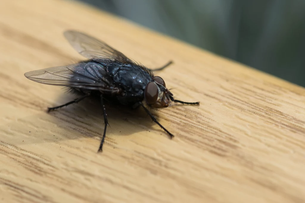 Nie pozwól, by muchy zadomowiły się w twoim mieszkaniu