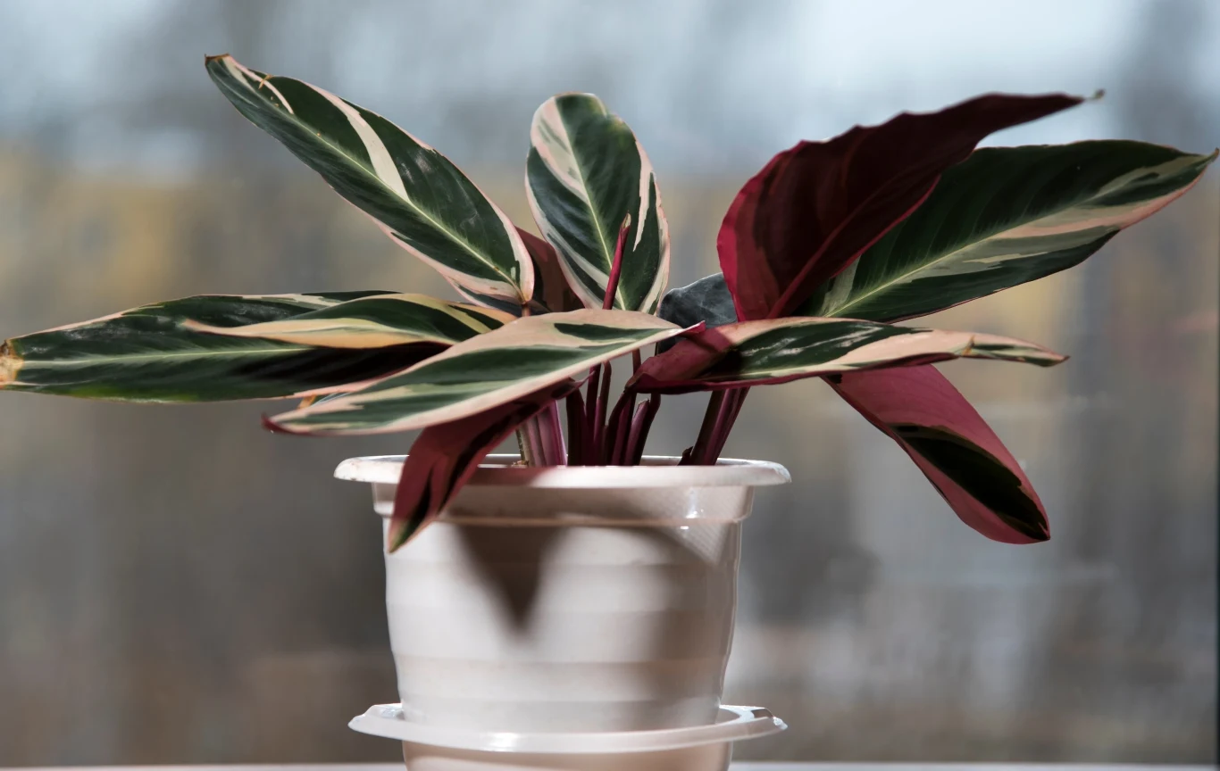 Stromanthe to roślina o ozdobnych liściach. Jest urokliwa, ale trudna w domowej uprawie. 