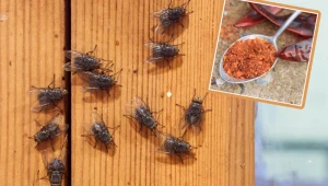 Dzięki temu szybko pozbędziesz się much. Nie musisz kupować lepów i drogich, chemicznych sprayów