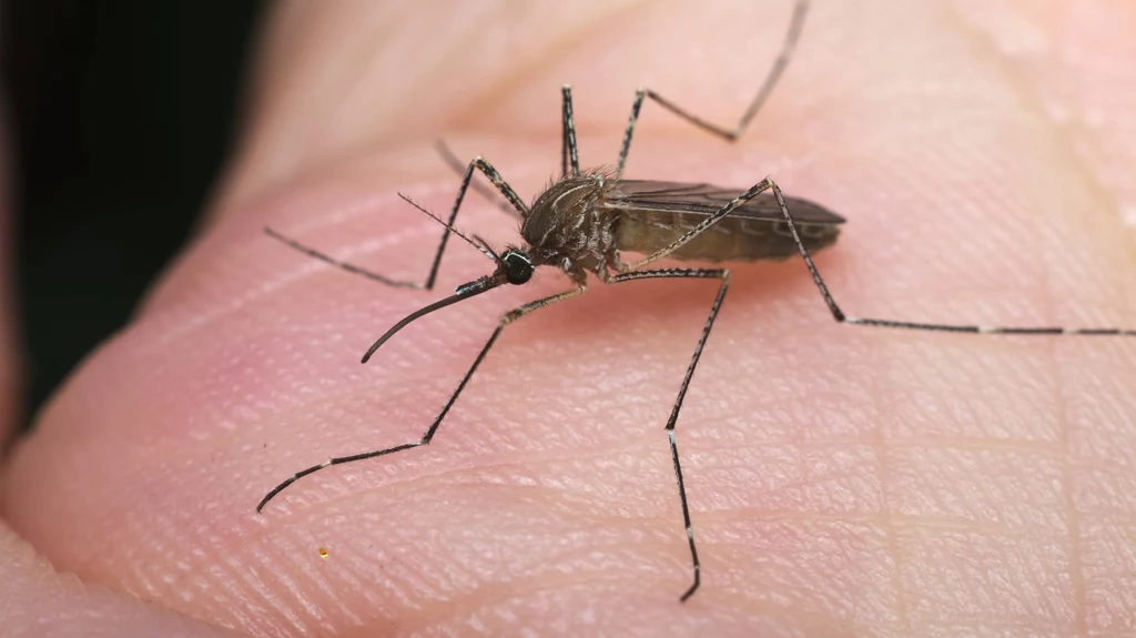 W tym roku komary mogą mieć wielkie żniwa