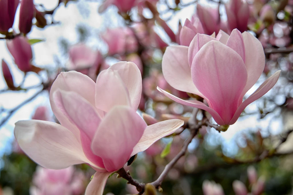 Dorodna magnolia cieszy oko, ale co zrobić, gdy przekwita?