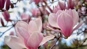 Uważaj z magnolią po przekwitnięciu. Jeden zabieg zniweczy kwitnienie w kolejnym sezonie