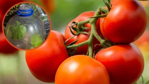 Uprawiaj pomidory w ten sposób. Ślimaki na pewno ich nie zniszczą