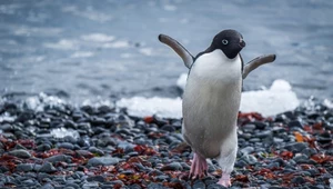 W Antarktyce odkryto setki ciał martwych pingwinów białookich. Wiele wskazuje, że zabiła je ptasia grypa