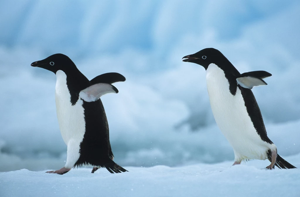 Na wyspie, gdzie znaleziono ciała pingwinów lęgi odbywa co roku ok. 280 tys. tych ptaków