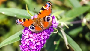 Posadź ten krzew zamiast róży. Twój ogród będzie pełen motyli