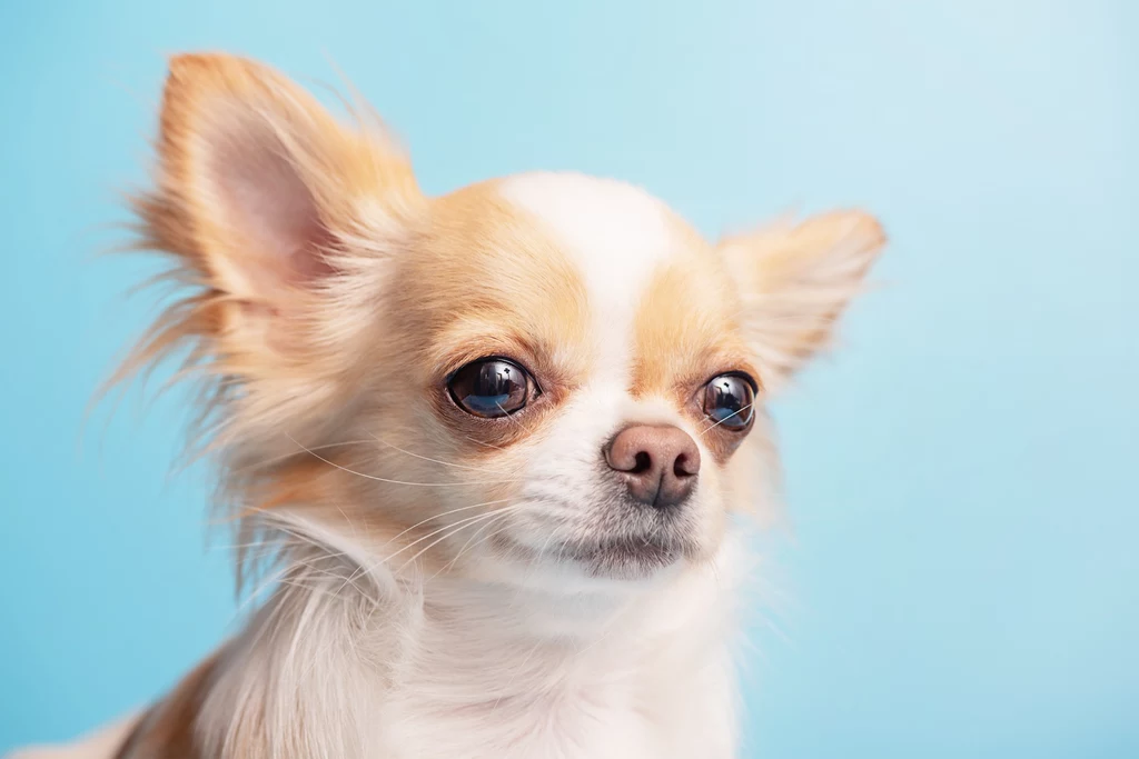 Chihuahua to bardzo dobry wybór dla seniora