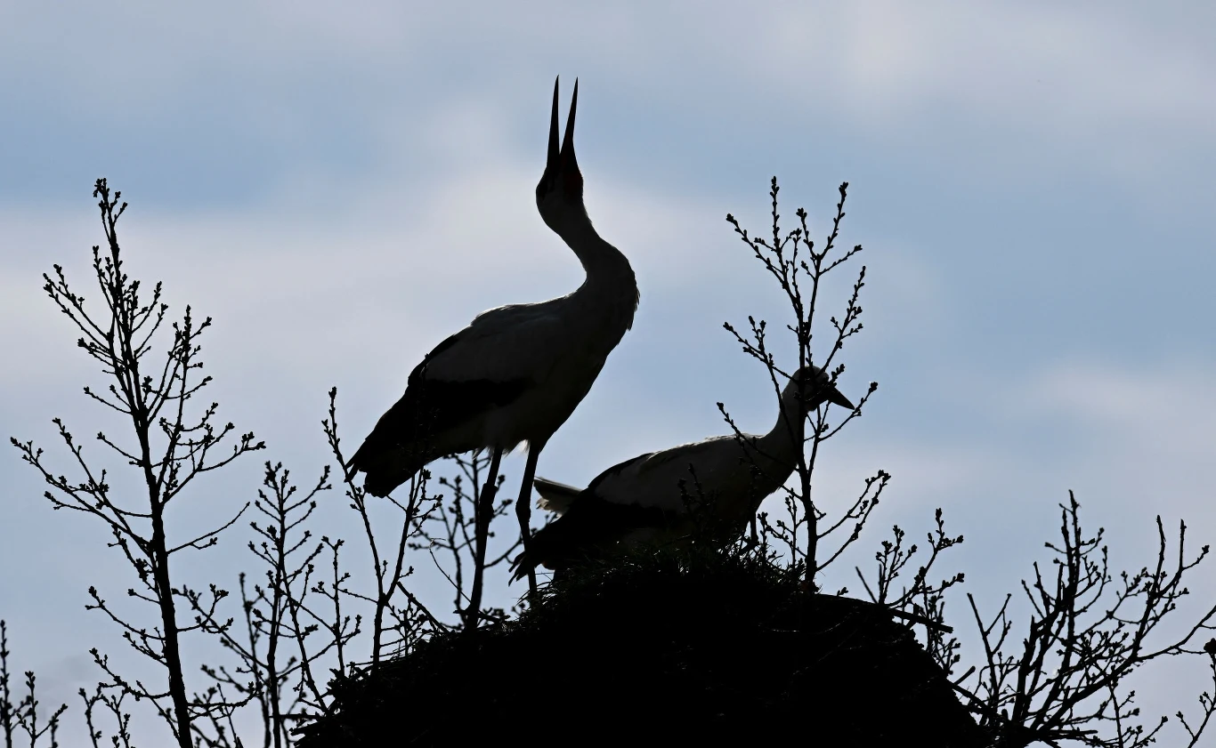Para bocianów na gnieździe w Cleebronn w Niemczech