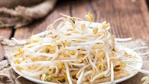 Kiełki fasoli mung są źródłem m.in. białka, błonnika, witaminy C i witaminy K