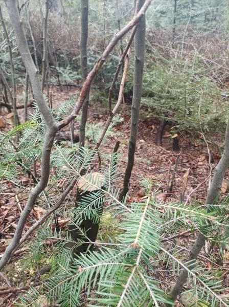Zabieg w wydzielaniu leśnym 178g w leśnictwie Iwonicz został zaplanowany jeszcze w ubiegłym roku