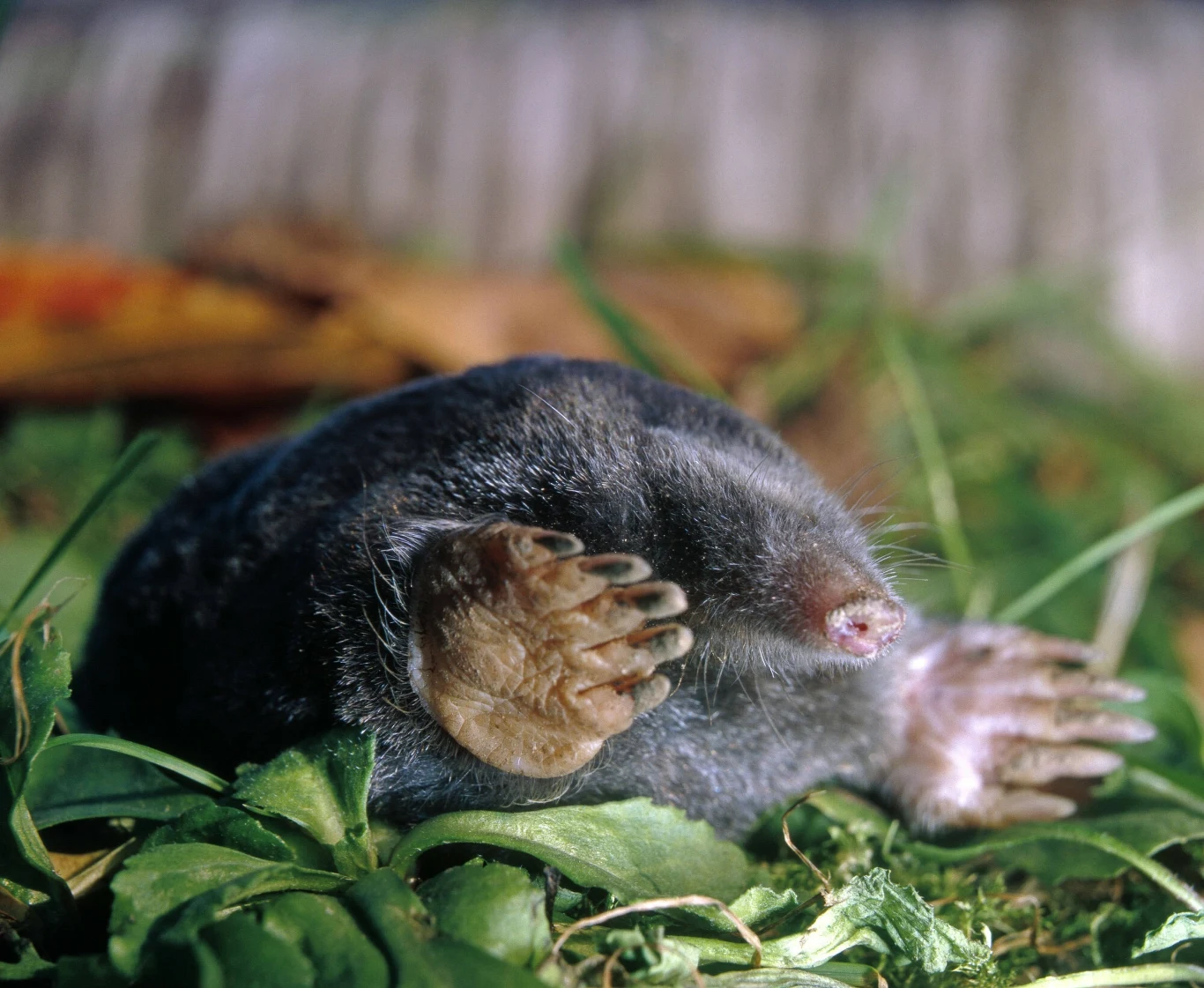 Kret to sojusznik człowieka w ogrodzie