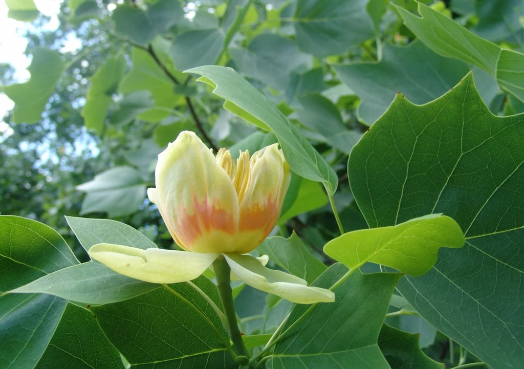 Tulipanowiec amerykański szybko rośnie, a w okresie kwitnienia zachwyca kwiatami