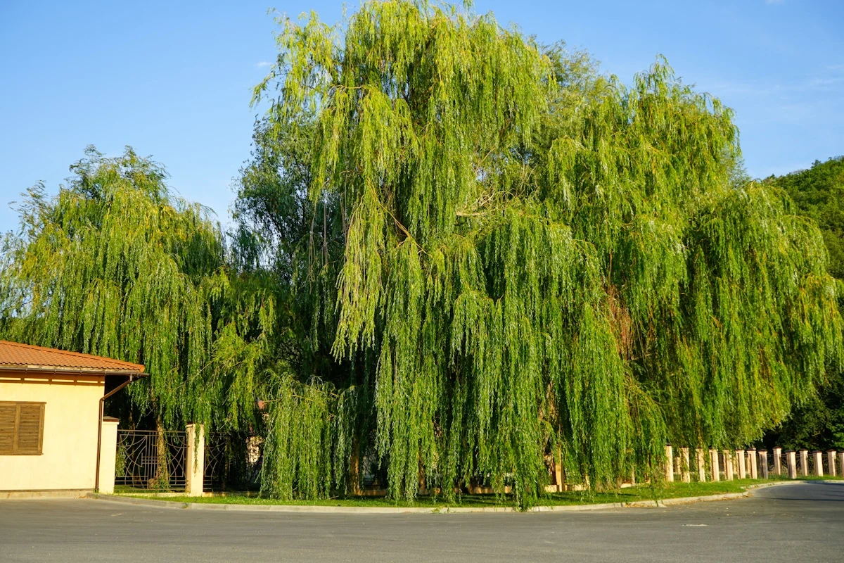 Co najszybciej rośnie w ogrodzie? Wierzba babilońska to jedno z najłatwiejszych w uprawie drzew