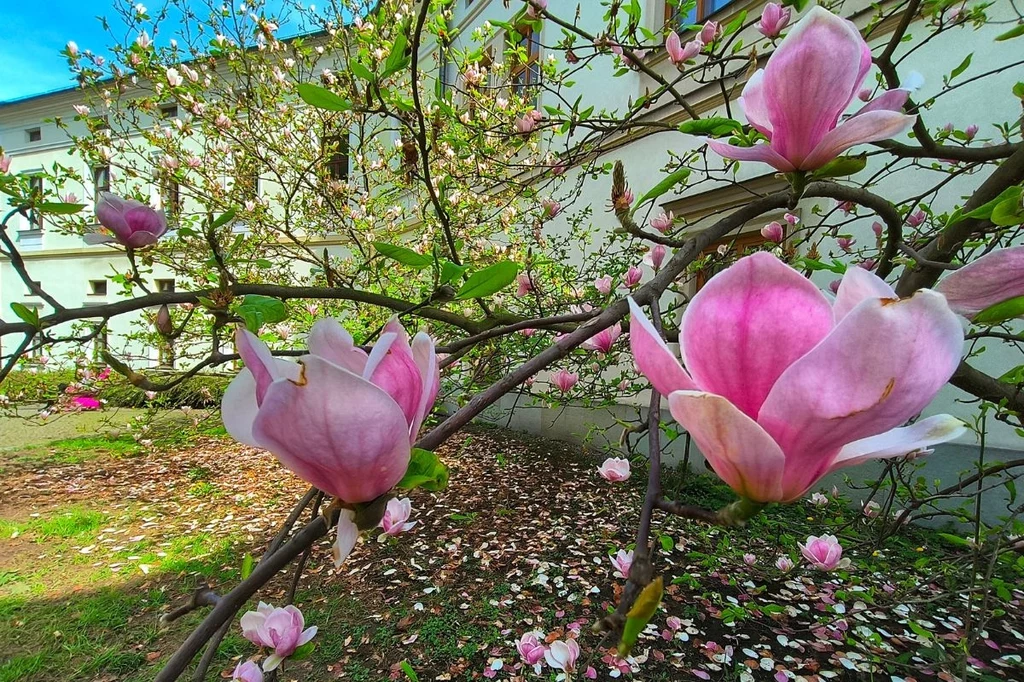 Część magnolii już przekwita, dlatego lepiej nie zwlekać z wizytą w Cieszynie
