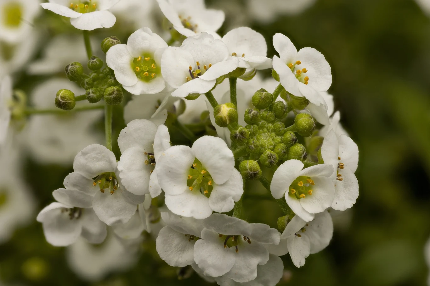 Smagliczka nadmorska świetnie prezentuje się na balkonie