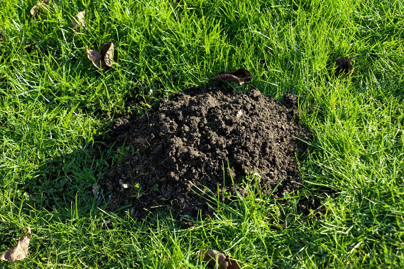Kret wyrzuca nawet 5 kg ziemi w kwadrans Kret wyrzuca nawet 5 kg ziemi w kwadrans