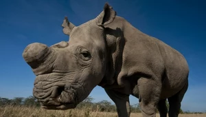 Przywrócą do życia nosorożca, który zniknął. Mają zamrożone komórki
