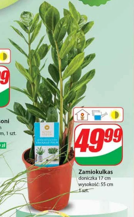 Zamiokulkas